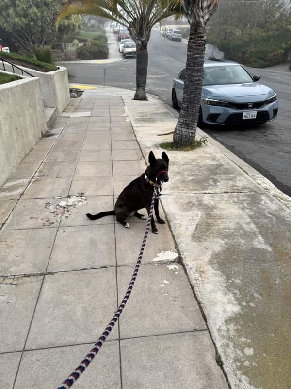 A picture of a black dog named Bowie sitting, taken on March 2 2026 at 6:32 am